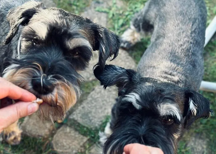 Vikendica Berbat * 오브차르 바냐